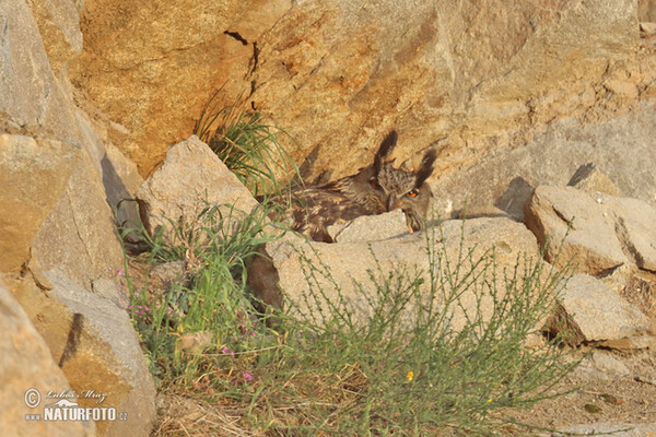 Eagle Owl (Bubo bubo)