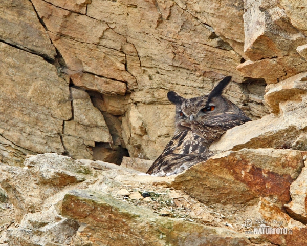 Eagle Owl (Bubo bubo)