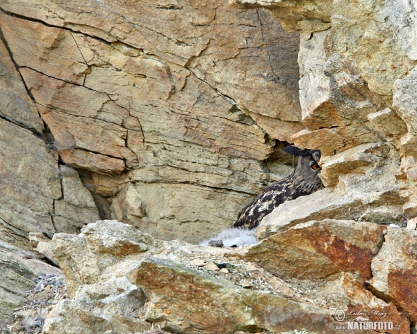 Eagle Owl (Bubo bubo)