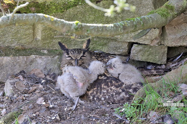 Eagle Owl (Bubo bubo)