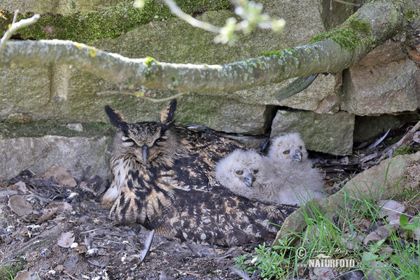 Eagle Owl (Bubo bubo)