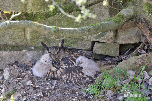 Eagle Owl (Bubo bubo)