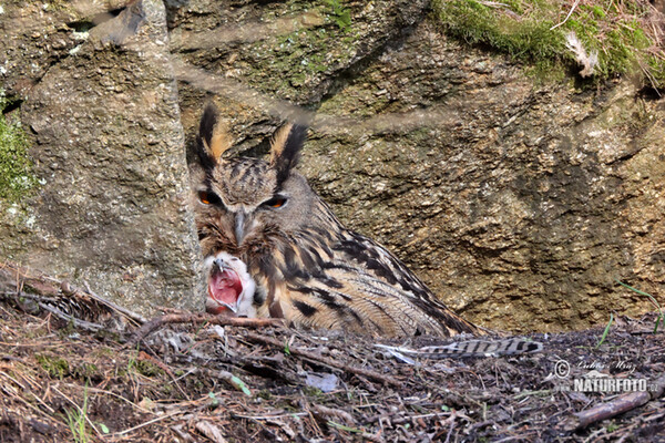 Eagle Owl (Bubo bubo)