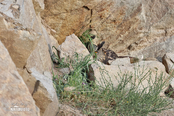 Eagle Owl (Bubo bubo)