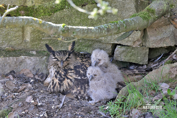 Eagle Owl (Bubo bubo)