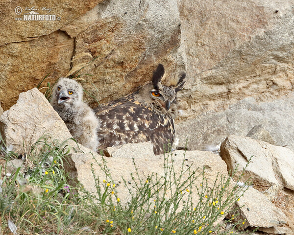 Eagle Owl (Bubo bubo)