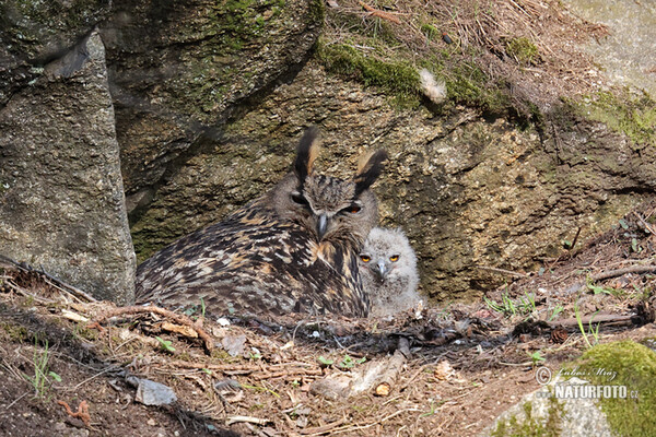 Eagle Owl (Bubo bubo)