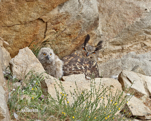 Eagle Owl (Bubo bubo)