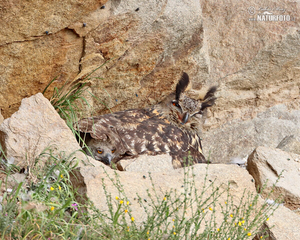 Eagle Owl (Bubo bubo)