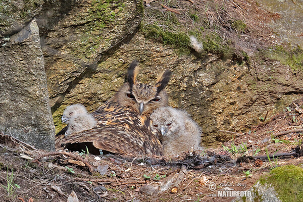 Eagle Owl (Bubo bubo)