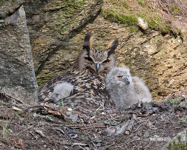 Eagle Owl (Bubo bubo)