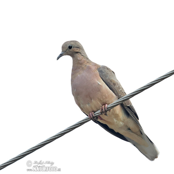 Eared Dove (Zenaida auriculata)