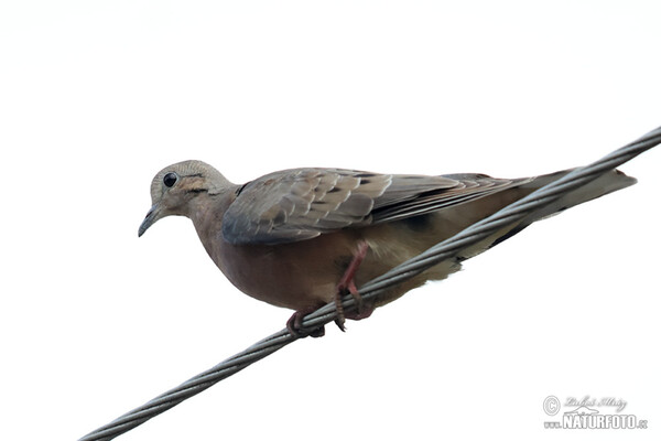 Eared Dove (Zenaida auriculata)