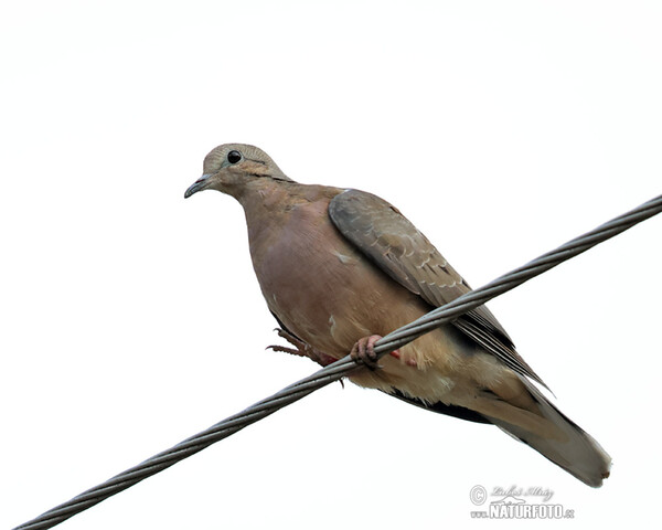 Eared Dove (Zenaida auriculata)