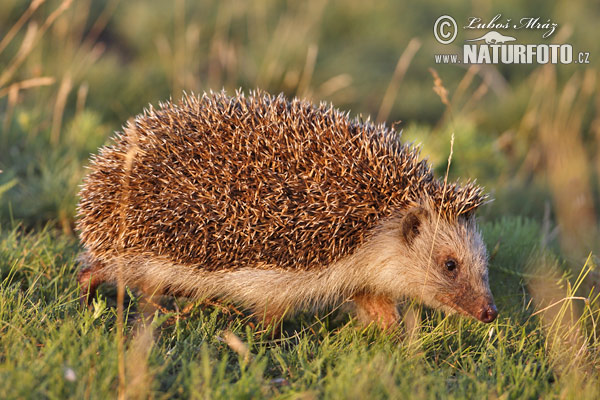 Eastern Hedgehog (Erinaceus roumanicus)