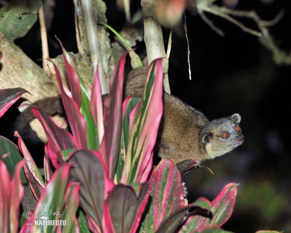 Eastern lowland Olingo (Bassaricyon alleni)