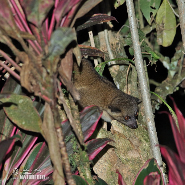 Eastern lowland Olingo (Bassaricyon alleni)