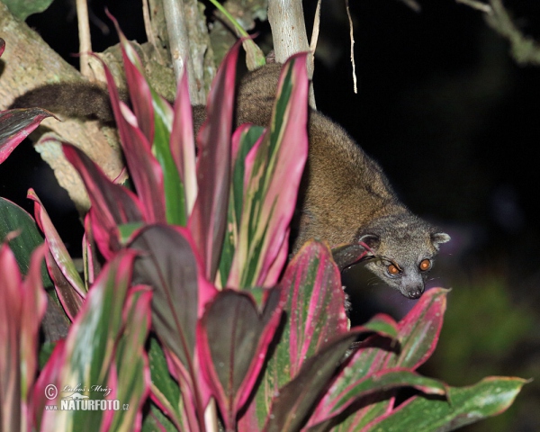 Eastern lowland Olingo (Bassaricyon alleni)