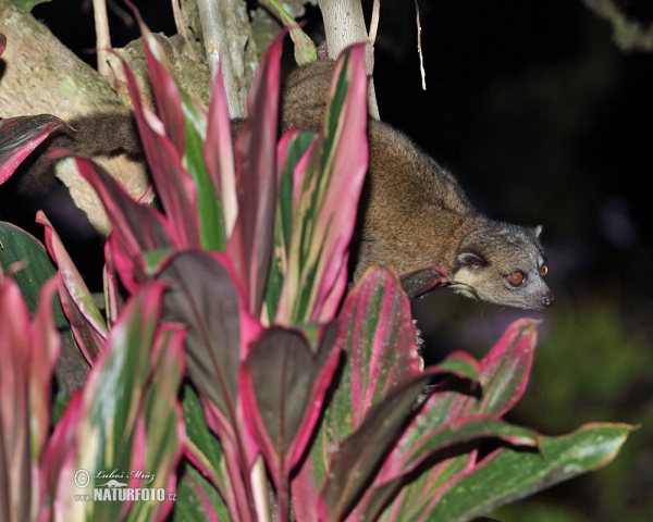 Eastern lowland Olingo (Bassaricyon alleni)