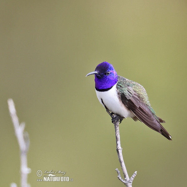 Ecuadorian Hillstar (Oreotrochilus chimborazo)