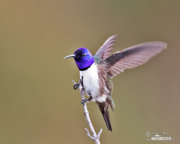 Ecuadorian Hillstar (Oreotrochilus chimborazo)