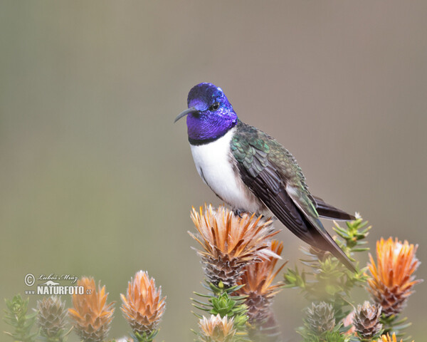 Ecuadorian Hillstar (Oreotrochilus chimborazo)