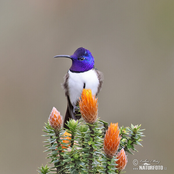 Ecuadorian Hillstar (Oreotrochilus chimborazo)