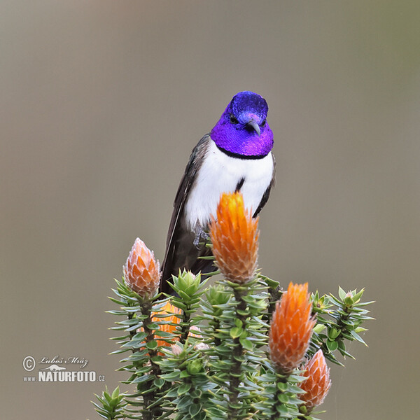 Ecuadorian Hillstar (Oreotrochilus chimborazo)