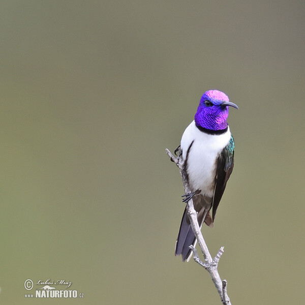 Ecuadorian Hillstar (Oreotrochilus chimborazo)