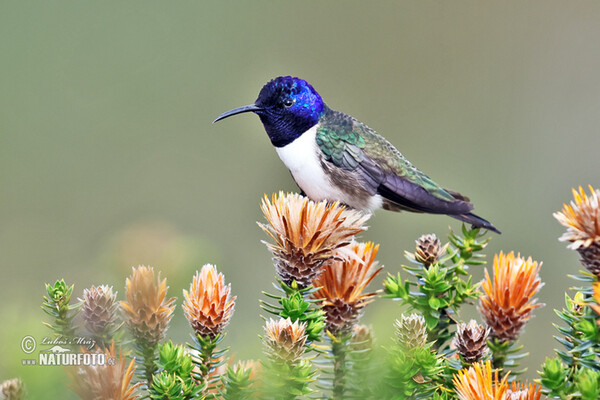 Ecuadorian Hillstar (Oreotrochilus chimborazo)