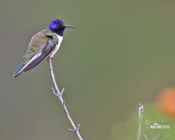 Ecuadorian Hillstar (Oreotrochilus chimborazo)