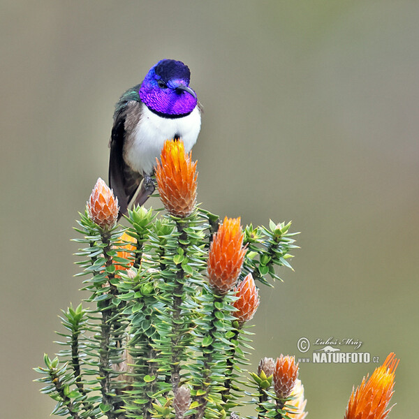 Ecuadorian Hillstar (Oreotrochilus chimborazo)