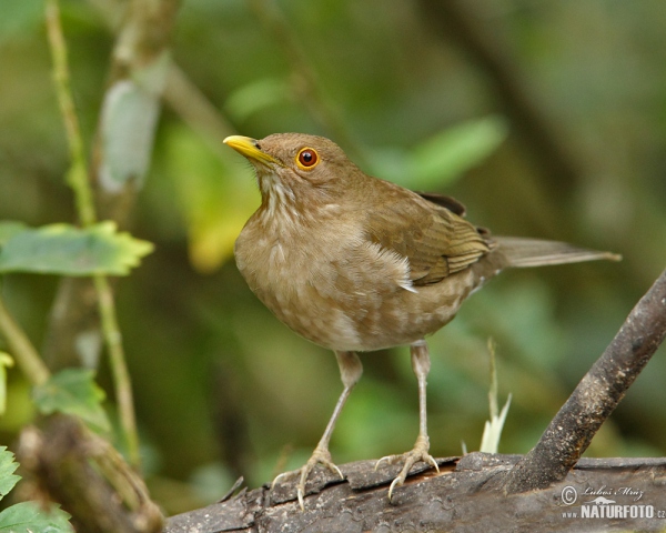 Ecuadorian Thrush (Turdus maculirostris)