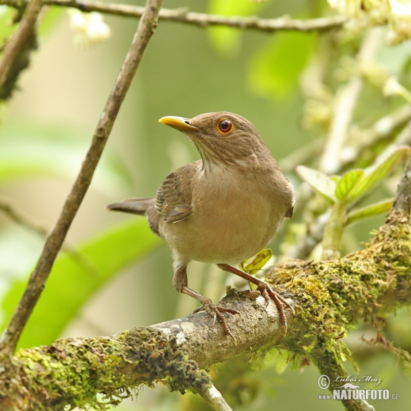 Ecuadorian Thrush (Turdus maculirostris)