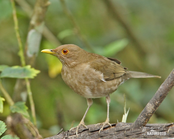 Ecuadorian Thrush (Turdus maculirostris)