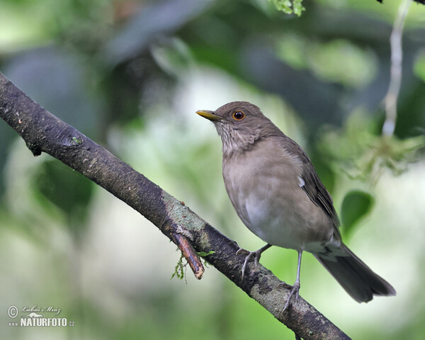 Ecuadorian Thrush (Turdus maculirostris)