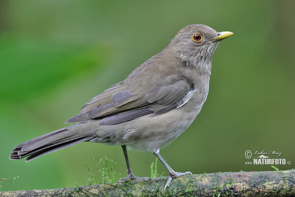 Ecuadorian Thrush (Turdus maculirostris)