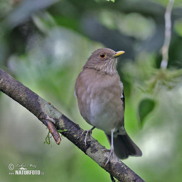 Ecuadorian Thrush (Turdus maculirostris)