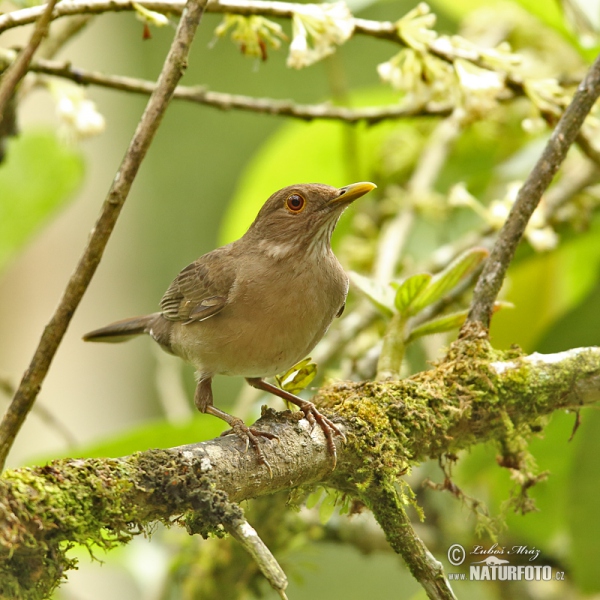 Ecuadorian Thrush (Turdus maculirostris)