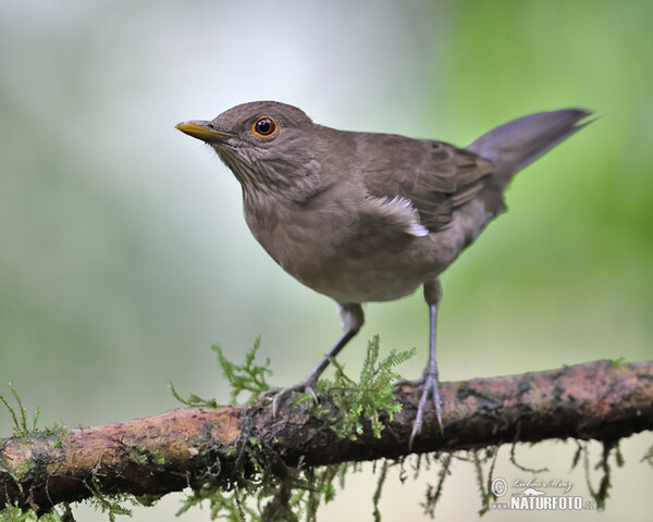 Ecuadorian Thrush (Turdus maculirostris)