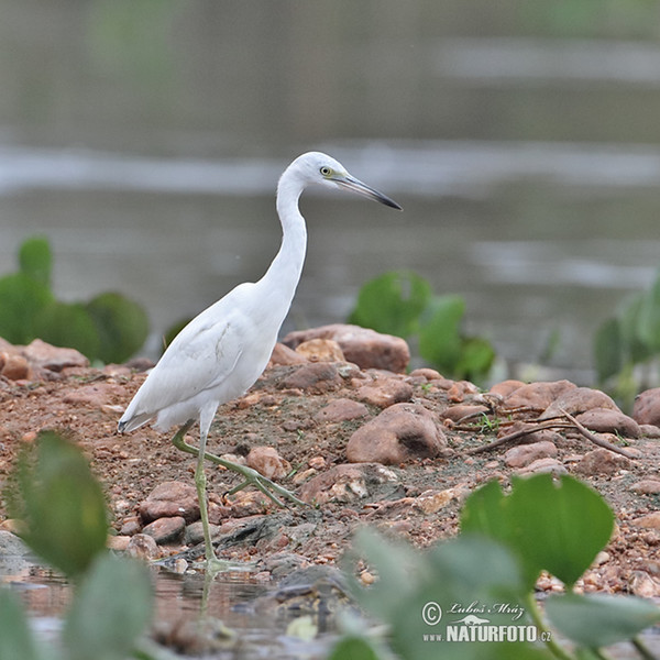 Egretta caerulea