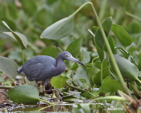 Egretta caerulea.