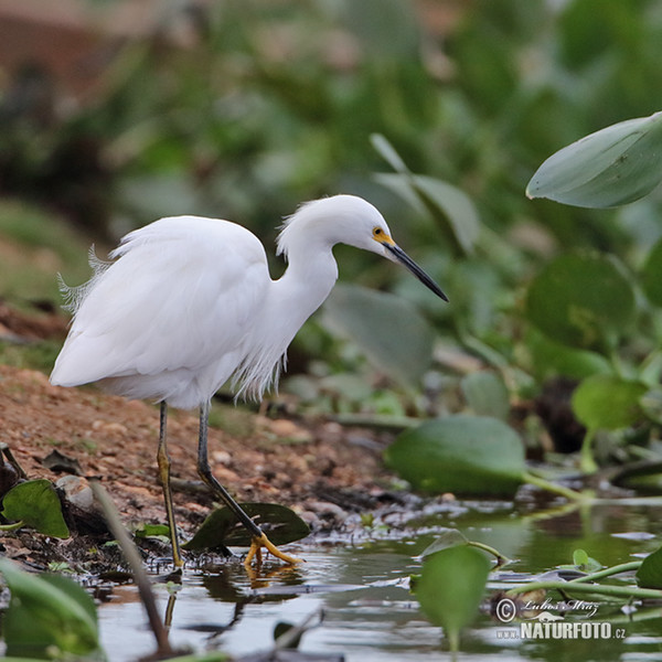 Egretta thula