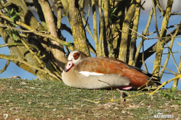 Egyptian Goose (Alopochen aegyptiacus)