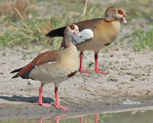 Egyptian Goose (Alopochen aegyptiacus)