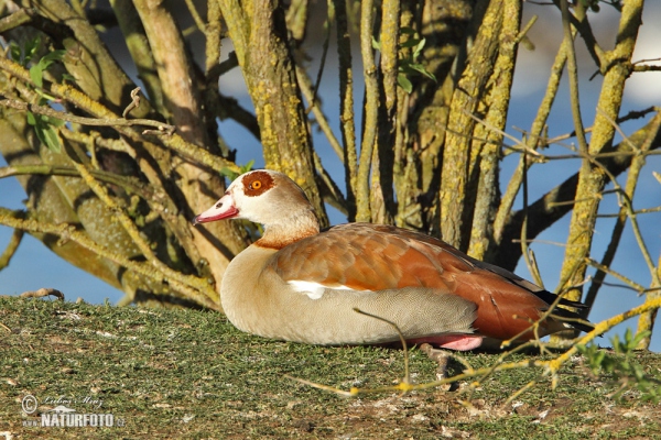 Egyptian Goose (Alopochen aegyptiacus)