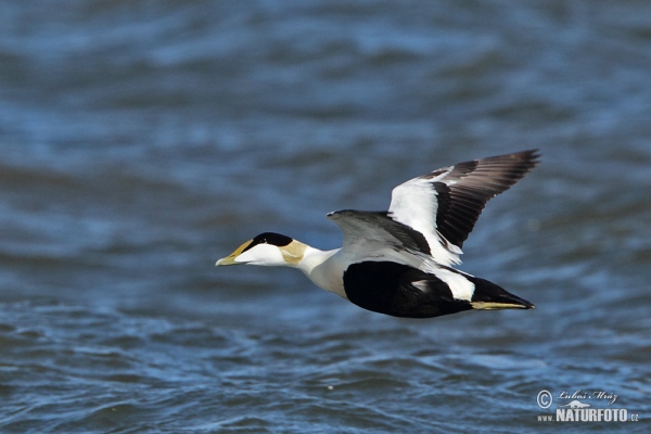 Eider (Somateria mollissima)