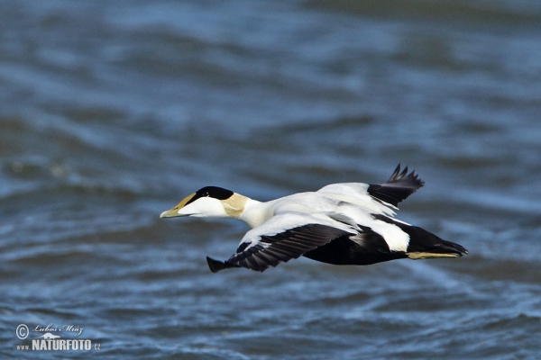 Eider común