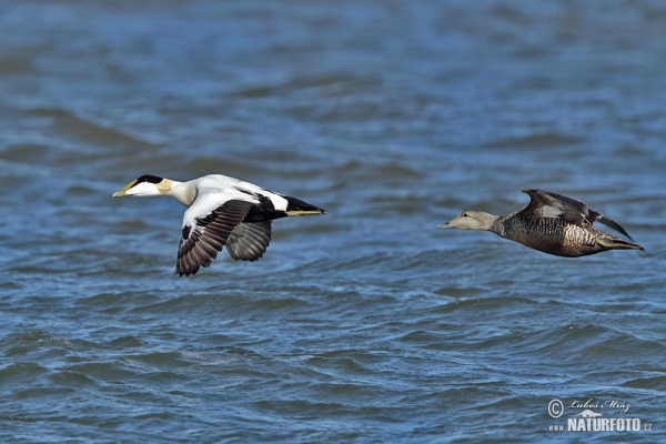 Eider vogel