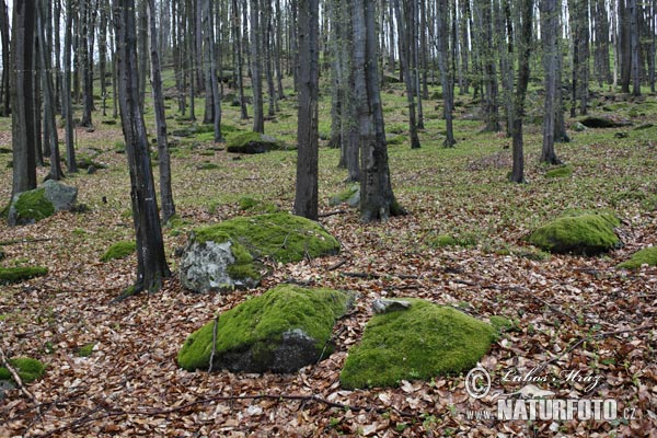 Eiropas dižskābardis